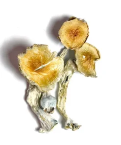 Buy Blue Meanie mushrooms Belgium